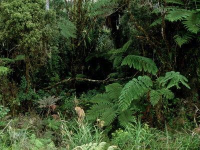 Mount Hagen Cloud Forest, Papua New Guinea by Patricio Robles Gil Pricing Limited Edition Print image