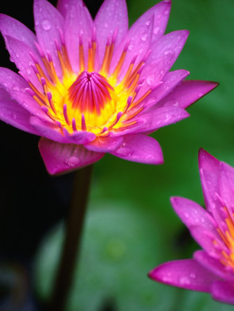 Oriental Lotus, The Sacred Flower Of Buddhism In Bali by Jerry Alexander Pricing Limited Edition Print image