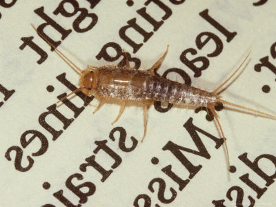 Silverfish, Household Pest Known To Eat Clothing, Florida by Brian Kenney Pricing Limited Edition Print image