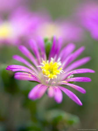 Rosea Ice Plant, Flower by Kidd Geoff Pricing Limited Edition Print image