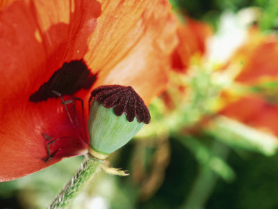 Papaver Orientale (Poppy), Seed Head With Single Petal Remaining by Linda Burgess Pricing Limited Edition Print image