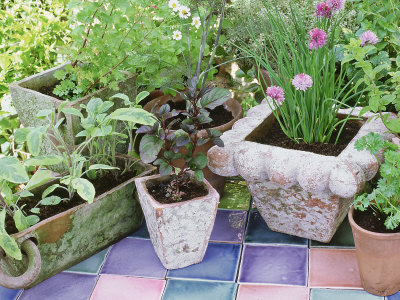 Herbs In Terracotta Pot On Tiled Patio by Linda Burgess Pricing Limited Edition Print image