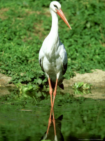 White Stork, Uganda by Ariadne Van Zandbergen Pricing Limited Edition Print image