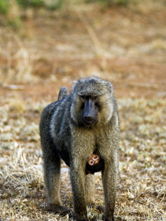 Olive Baboon, With Young, Rwanda by Ariadne Van Zandbergen Pricing Limited Edition Print image