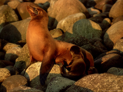 California Sea Lion, San Pedro Martir Is by Patricio Robles Gil Pricing Limited Edition Print image