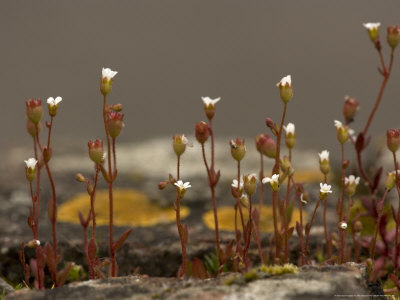 Rue-Leaved Saxifrage On Old Wall by Bob Gibbons Pricing Limited Edition Print image