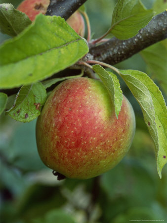 Apple Ellison's Orange Close-Up Of Single Fruit On Tree by David Askham Pricing Limited Edition Print image