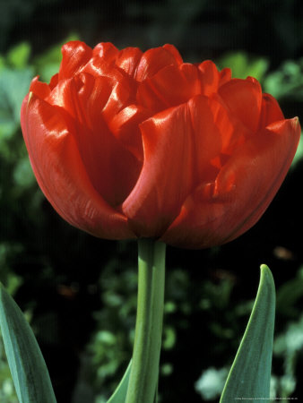 Tulipa, Carlton (Double Early Flowering Variety) by Chris Burrows Pricing Limited Edition Print image