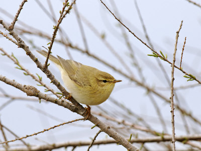 Willow Warbler, Uk, April by David Tipling Pricing Limited Edition Print image