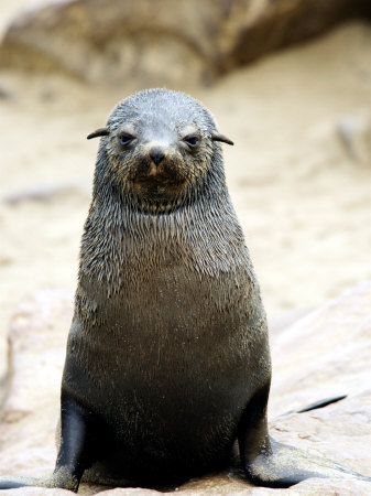 Cape Fur Seal, Young, Skeleton Coast, Namibia by Ariadne Van Zandbergen Pricing Limited Edition Print image