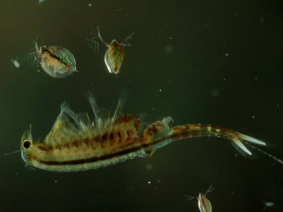 Fairy Shrimp, Norwich, Usa by Gustav Verderber Pricing Limited Edition Print image