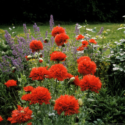 Papaver Somniferum (Opium Poppy) Paeony Flowered View Of Bright Red Frilly Flowers by David Askham Pricing Limited Edition Print image