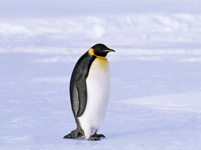 Emperor Penguins, Weddell Sea, Antarctica by David Tipling Pricing Limited Edition Print image