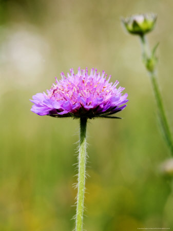 Field Scabious, West Berkshire, Uk by Philip Tull Pricing Limited Edition Print image