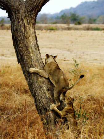 Lion, Climbing A Tree, Tanzania by Ariadne Van Zandbergen Pricing Limited Edition Print image