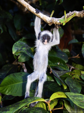 Kirks Red Colobus Monkey, Baby Hanging From Branch, Zanzibar by Ariadne Van Zandbergen Pricing Limited Edition Print image