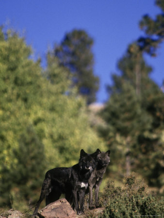 Timber Wolf, Canis Lupus by Mark Newman Pricing Limited Edition Print image