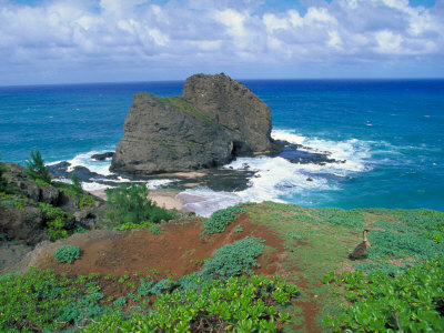 Goose In A Bird Preservation In Kilauea, Hi by Koa Kahili Pricing Limited Edition Print image