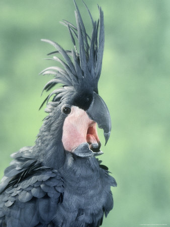 Black Palm Cockatoo by Richard Stacks Pricing Limited Edition Print image