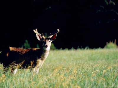 Deer In Field by Fogstock Llc Pricing Limited Edition Print image