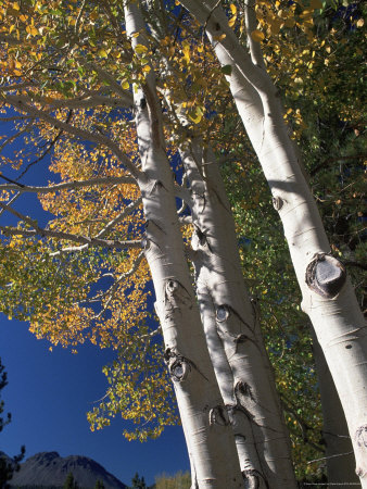 Aspen Trees, Lassen National Park, Ca by Peter French Pricing Limited Edition Print image