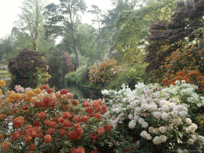 Exbury Garden, Hampshire Home Wood Rhododendrons by Clive Boursnell Pricing Limited Edition Print image