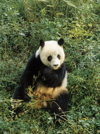 Panda Bear, Shanghai, China by Bill Bachmann Pricing Limited Edition Print image