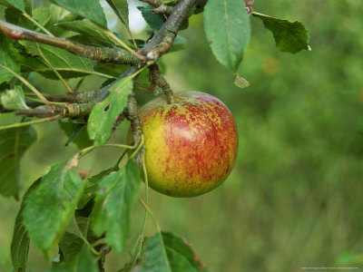 Apple Cox's Orange Pippin In September by Michael Howes Pricing Limited Edition Print image