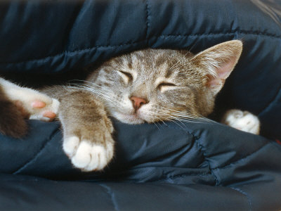 Kitten Sleeping Between Pillows by Robert Burrington Pricing Limited Edition Print image