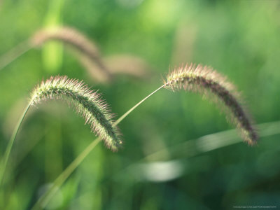 Setaria Glauca (Bristle Grass) Kyoto, Japan, September by Frank Leather Pricing Limited Edition Print image