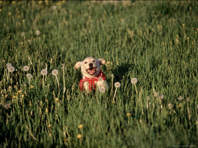 Full Open Mouthed Dog by Frank Siteman Pricing Limited Edition Print image