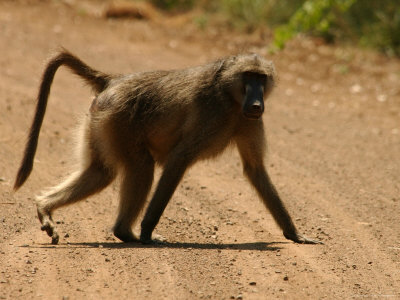 Baboon Crossing Road In Kruger National Park by Keith Levit Pricing Limited Edition Print image