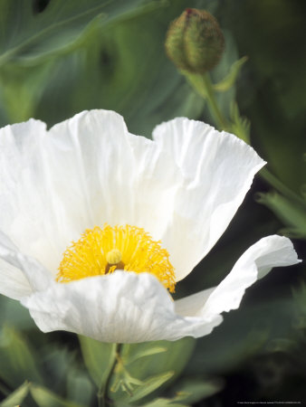 Romneya Coulteri (Californian Tree Poppy), Close-Up Of A White Flower by Hemant Jariwala Pricing Limited Edition Print image