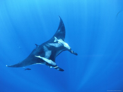 Symbiotic Remoras Attached To Manta Ray by Jeff Rotman Pricing Limited Edition Print image
