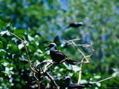 A Noddy Tern (Sterna) On Musgrove Island On The Great Barrier Reef, Queensland, Australia by Lee Foster Pricing Limited Edition Print image