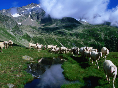 Sheep Along Stubai Hohenweg Walking Route, Tirol, Austria by Gareth Mccormack Pricing Limited Edition Print image