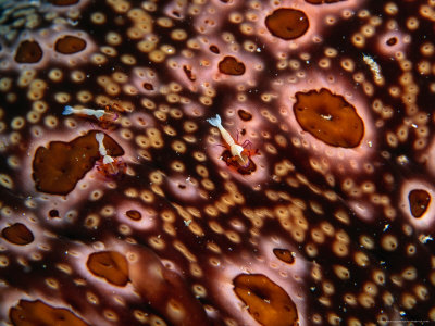 Emperor Shrimps On Sea Cucumber (Periclimenes Imperator), Sabah, Malaysia by Michael Aw Pricing Limited Edition Print image