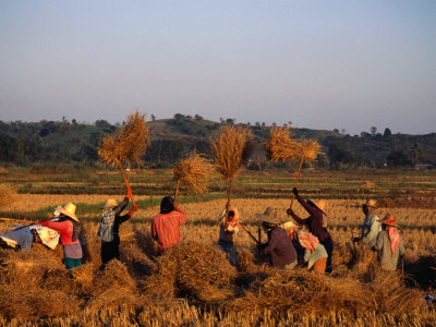 Workers Threshing Rice Harvest, Chiang Rai, Thailand by Bill Wassman Pricing Limited Edition Print image