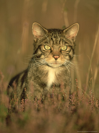 Scottish Wildcat, Felis Sylvestris, Scotland by Mark Hamblin Pricing Limited Edition Print image