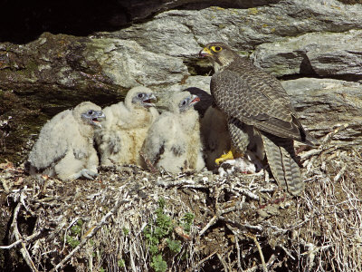 Gyr Falcon, Adult Female Feeding Chicks At Nest Site, Sweden by Mark Hamblin Pricing Limited Edition Print image