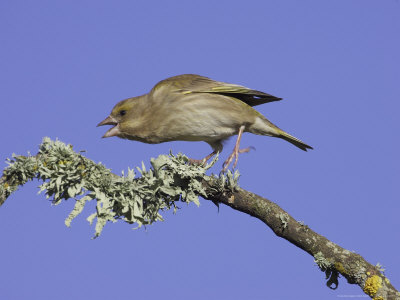 Greenfinch, Adult Female Calling, Scotland by Mark Hamblin Pricing Limited Edition Print image