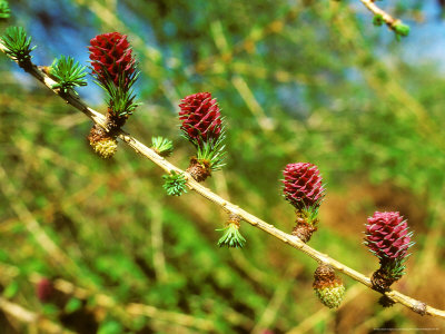 Larch, Flowers On Twig by David Boag Pricing Limited Edition Print image