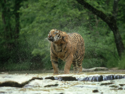 Siberian Tiger, Panthera Tigris Altaica Shaking Water Off I N Stream On Summer Day by Alan And Sandy Carey Pricing Limited Edition Print image