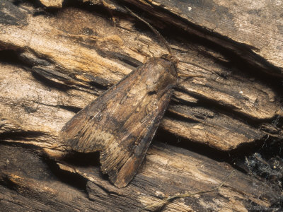 Dark Sword-Grass Moth, Imago At Rest, Nottinghamshire, Uk by David Fox Pricing Limited Edition Print image