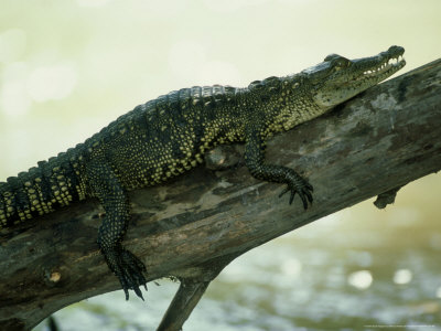 Morelets Crocodile, Resting, Mexico by Patricio Robles Gil Pricing Limited Edition Print image