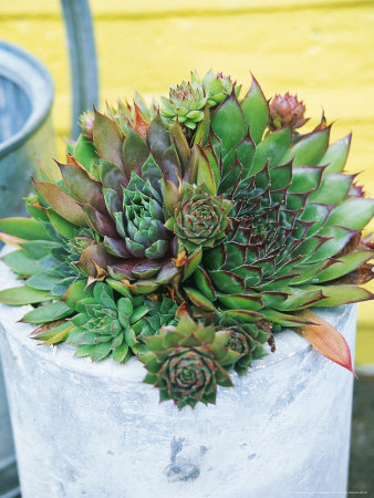 Sempervivum In Concrete Pot by Andrew Lord Pricing Limited Edition Print image
