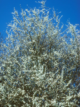 Blackthorn, Blossom by David Boag Pricing Limited Edition Print image