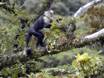 White-Faced Monkey, Foraging In A Bromeliad, Costa Rica by Michael Fogden Pricing Limited Edition Print image