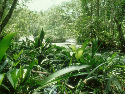 Rainforest & River Vegetation, Venezuela, S.America by Nick Gordon Pricing Limited Edition Print image