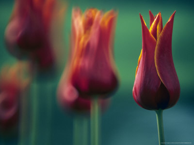 Tulipa Aladdin (Tulip, Lily Flowered Group) by Hemant Jariwala Pricing Limited Edition Print image